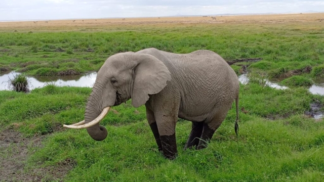 Safaritravos _ Kenya